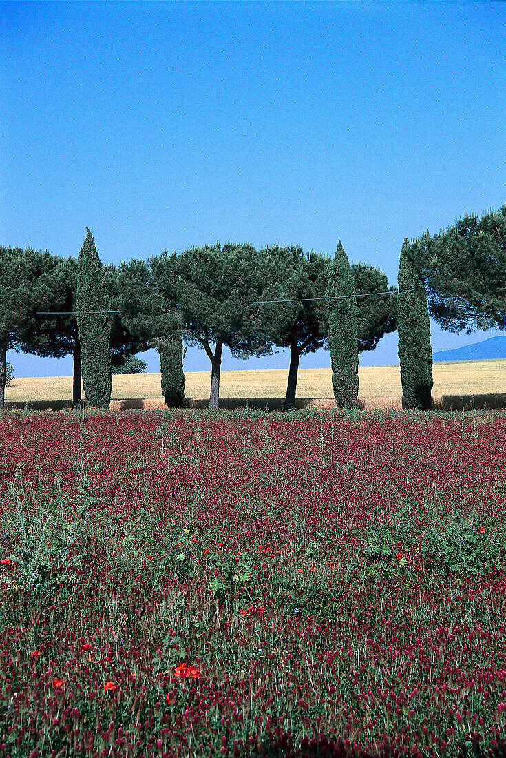 Schirmpinien und Zypressen, bei Tuscania, Latium Italien