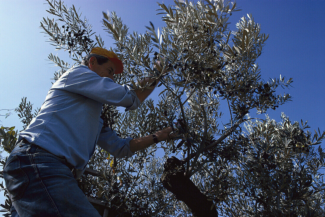 Man on an olive tree at olive harvest, Abruzzo, Italy, Europe