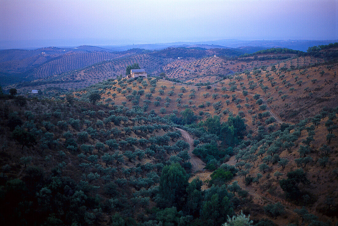 Olivenabau, Andalusien, Spanien