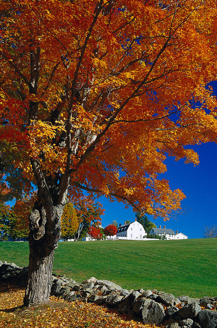 Houses and trees of Shakerdorf under blue sky, Canterbury, New Hampshire, New England, America