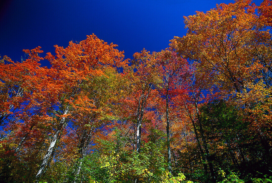 Herbstliche Bäume unter blauem Himmel, Neuengland, USA, Amerika
