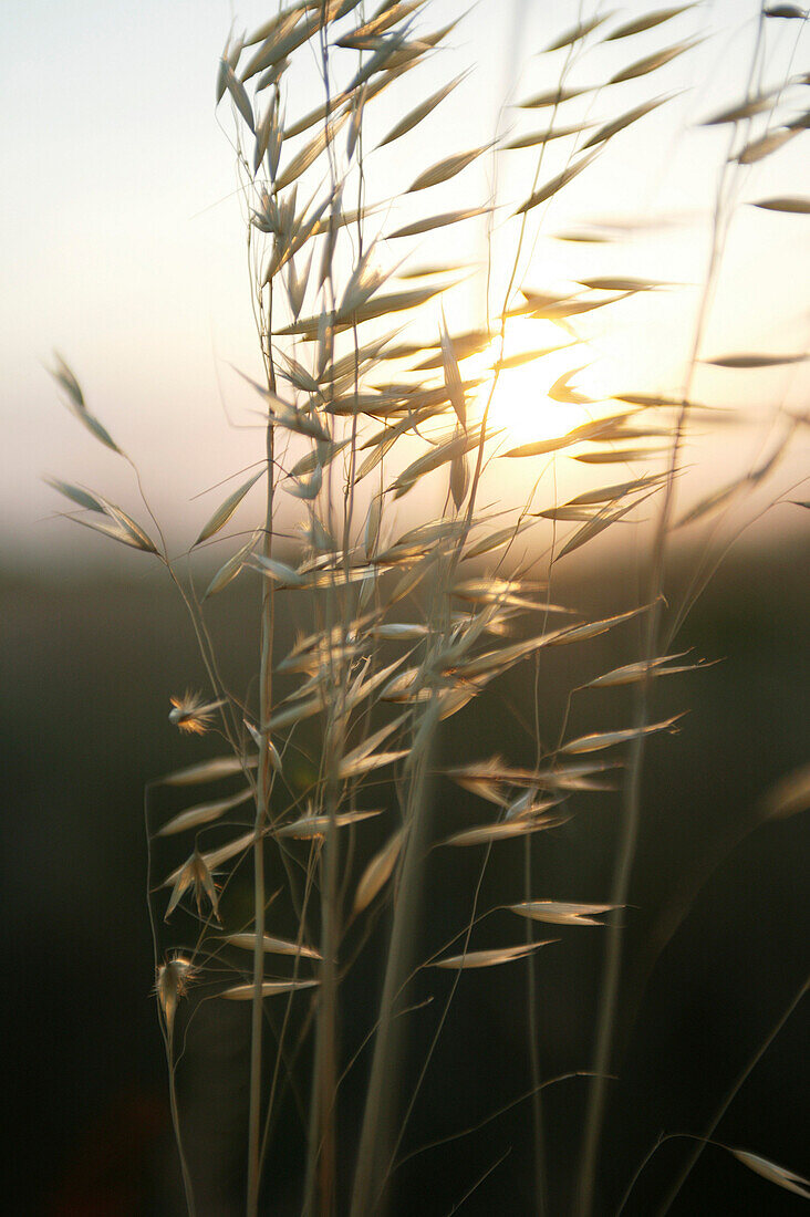 Corn at sunset, wellness nature