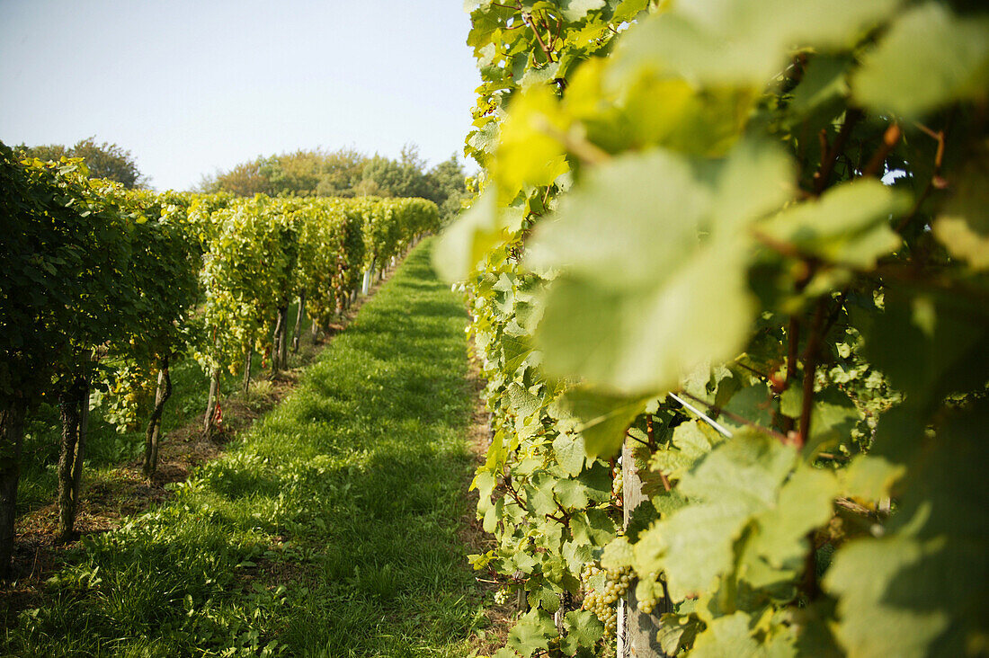 Vineyards, Styria, Austria