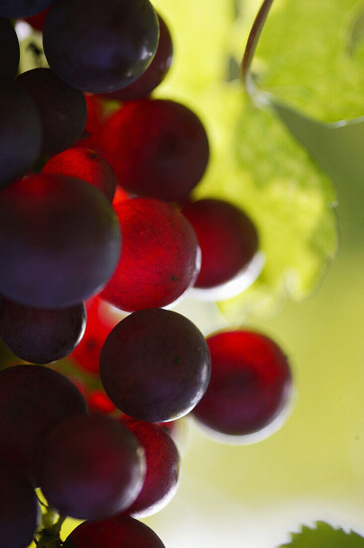 Bunch of grapes, Bunch of grapes, Close-up of bunch of grapes, Styria, Austria , Wine vine
