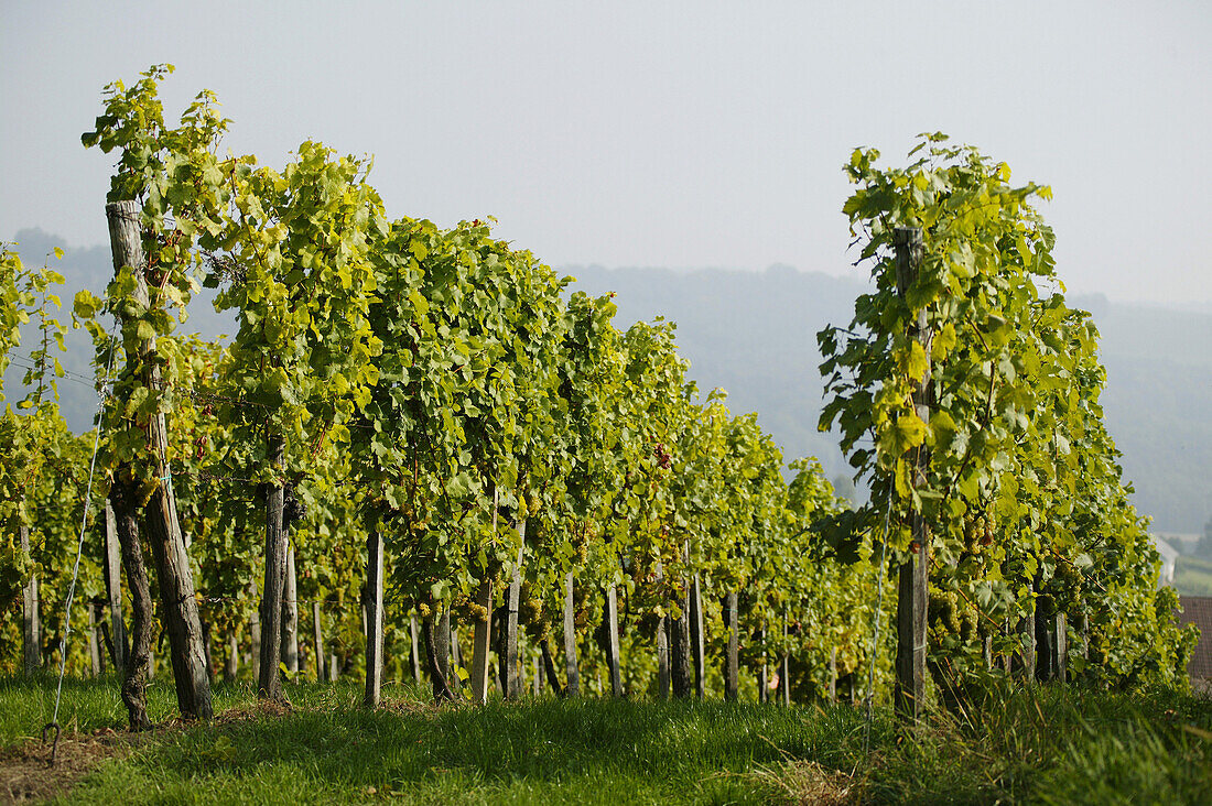 Vineyard, Vineyard in Styria, Austria, Vineyard, Styria, Austria, Wine Tradition Styria, Austria