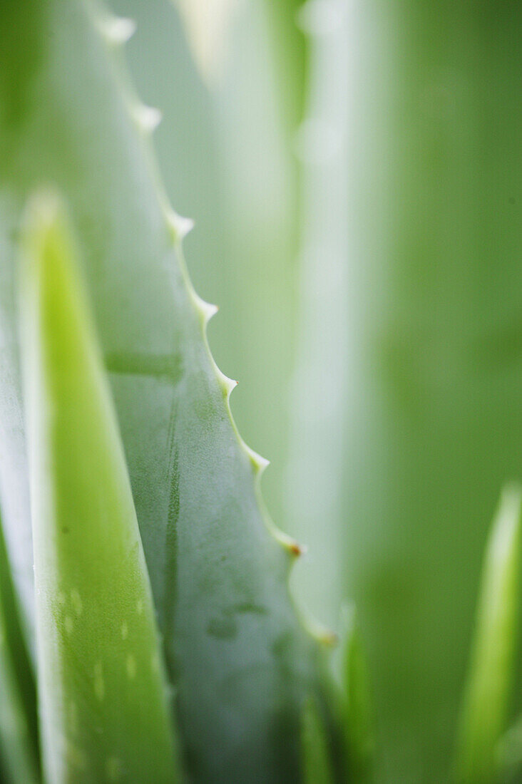 Aloe plant, Aloe plant, Close-up of an aloe plant, Plant Health Wellness Nature