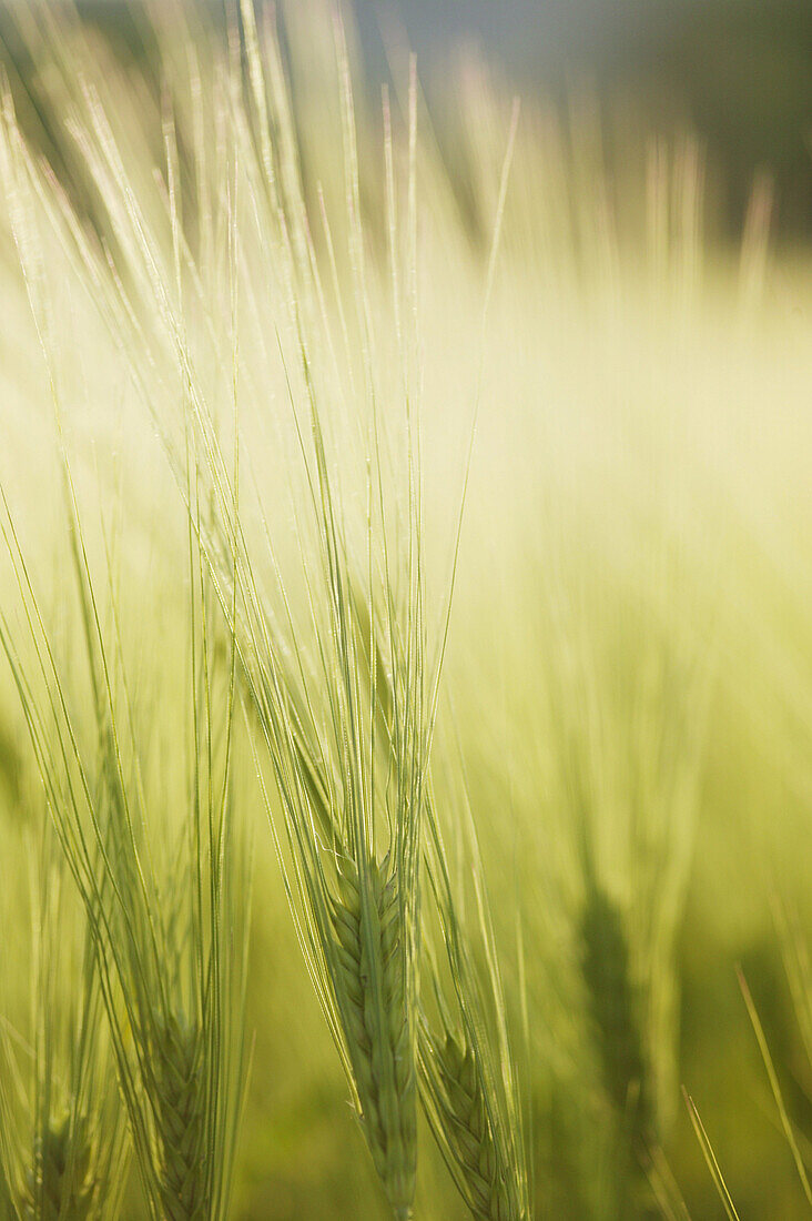 Corn-field, Nature Calm Freedom