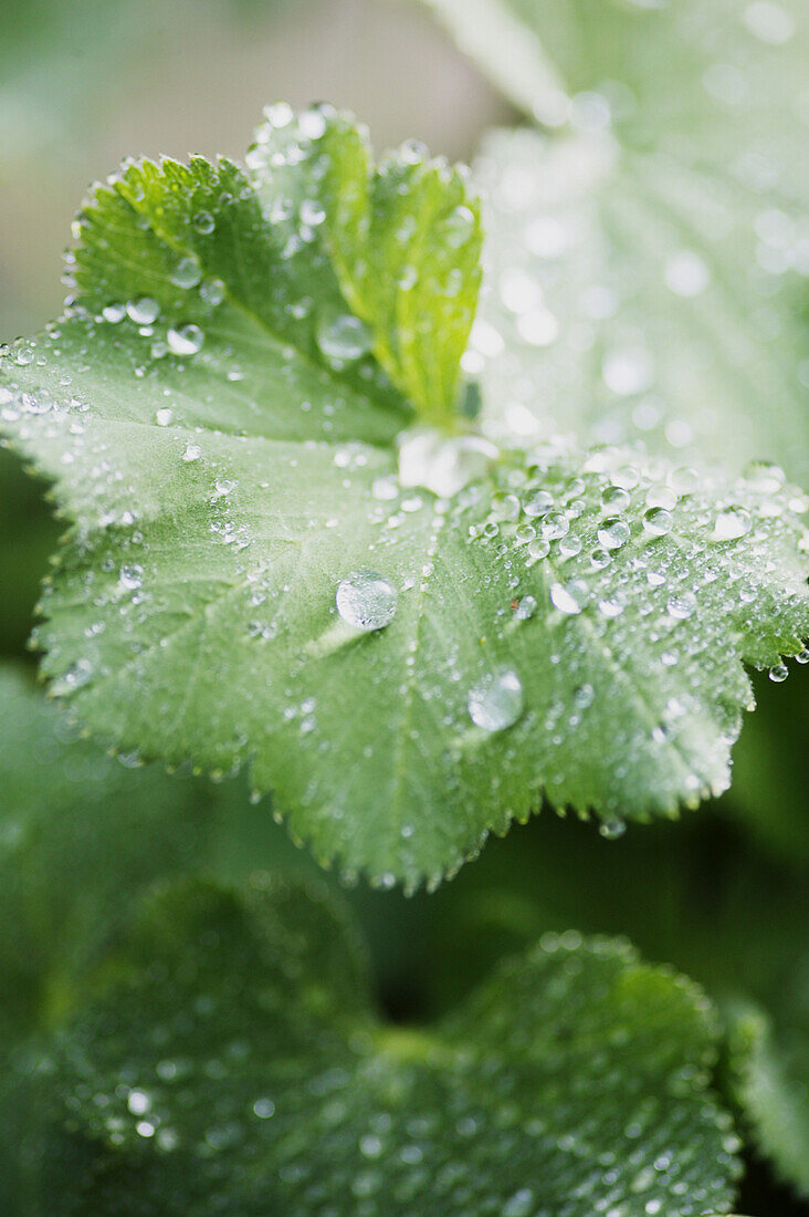 Herbs with waterdrop, Nature Wellness Health