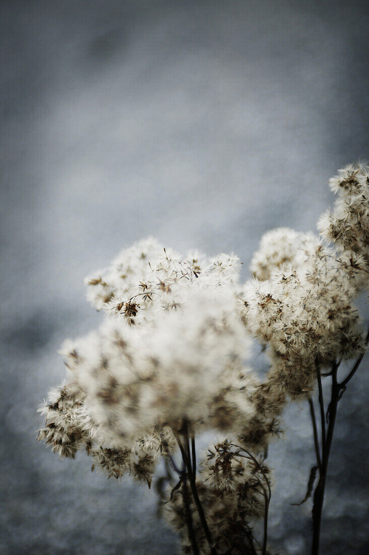 Thistle, Thistle, Close-up of thistles, Wellness Nature