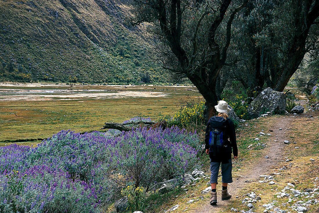 Woman hiking through a valley, hiking tour, Santa Cruz, Peru, South America