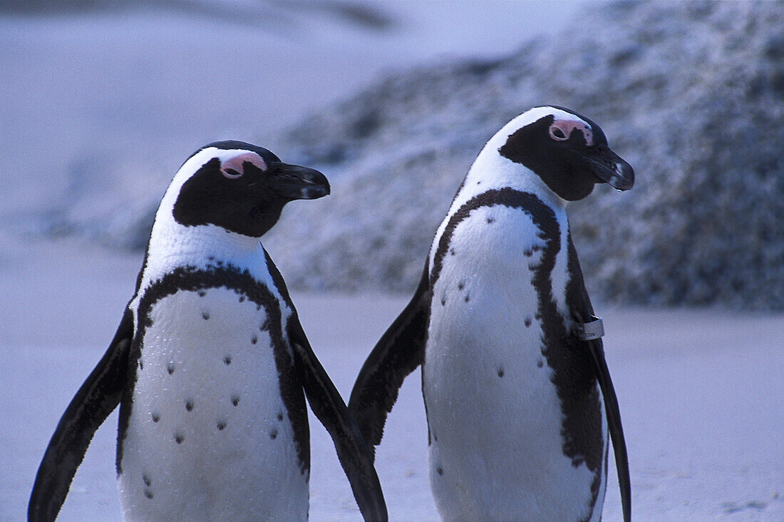 Penguins Brillenpinguin, , South Africa