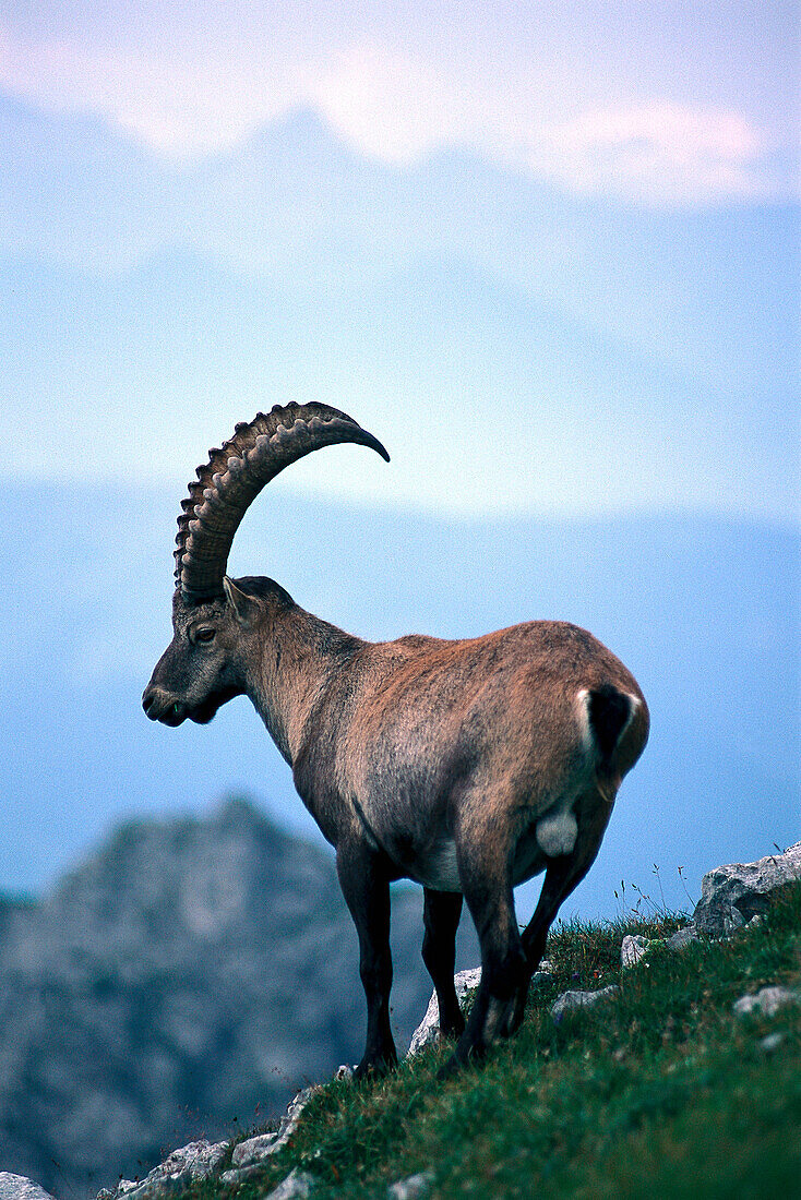 An alpine ibex, Dachstein Mountains, Salzburger Land, Austria