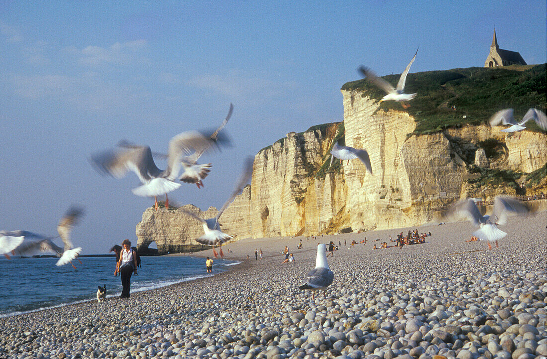 Seagulls on the beach in front of chalk cliffs, Etretat Cliffs, Etretat, Normandy, France, Europe
