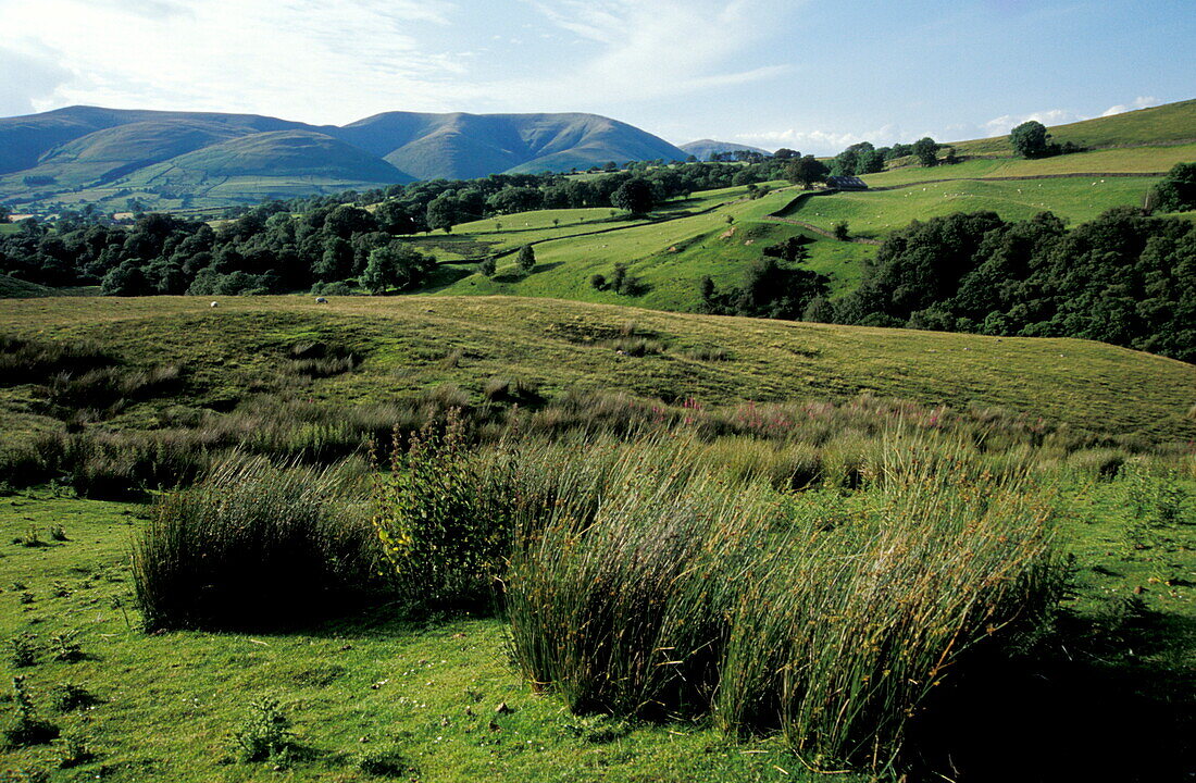 Yorkshire Dales, Yorkshire Dales near Sedbergh Europe, England