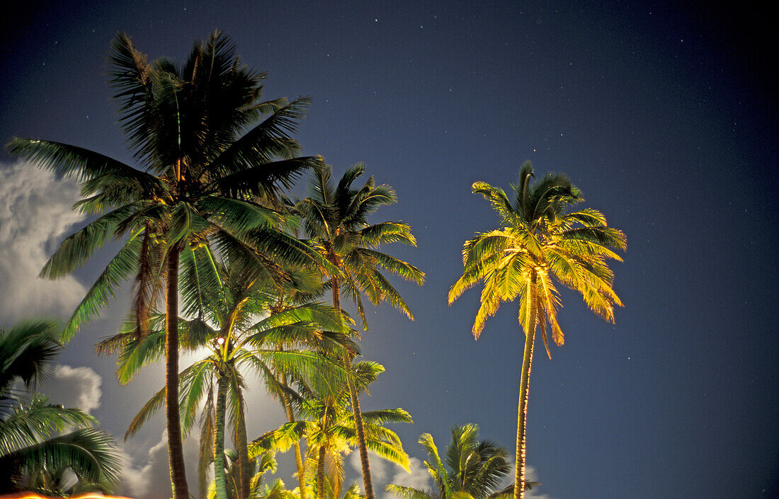 Coconut palm trees at night, Rarotonga Beach Resort, Rarotonga, Cook Islands