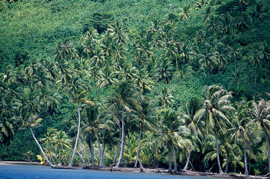 Frauen der Fischer im Meer unter, Kokospalmen, Huahine Französisch-Polynesien