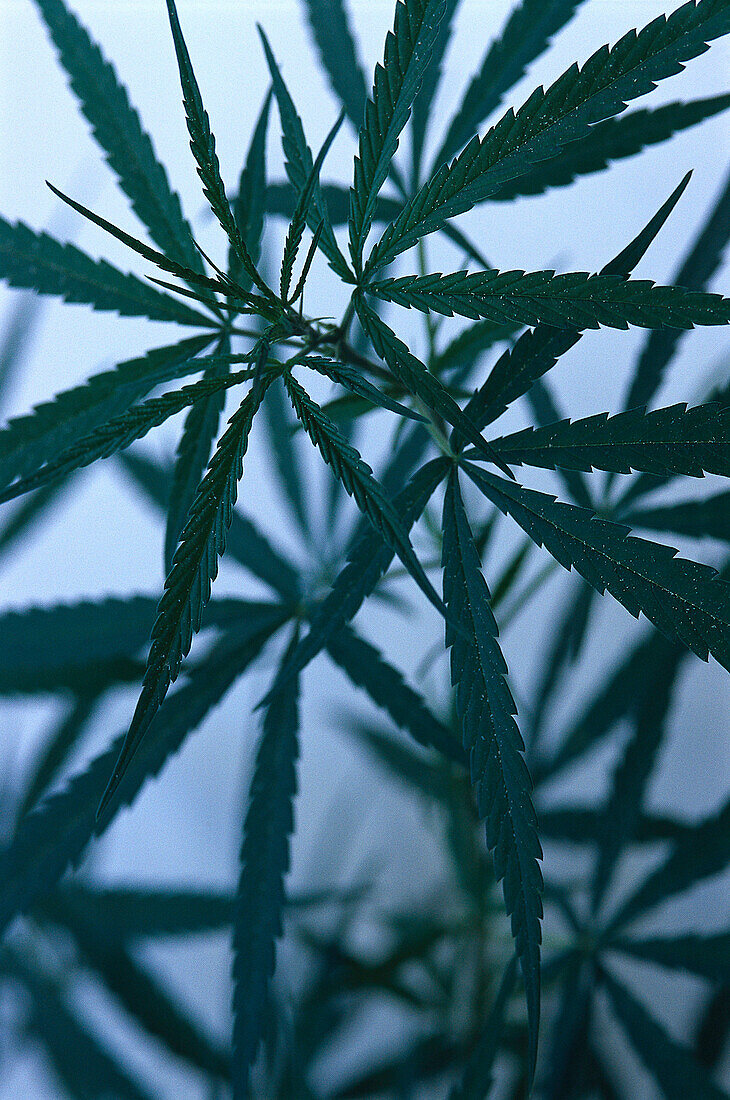 Cannabis plant, Jamaica