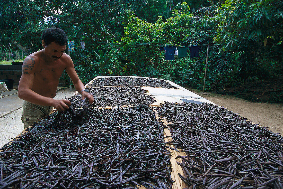 Drying Vanilla Beans, Huahine French Polynesia