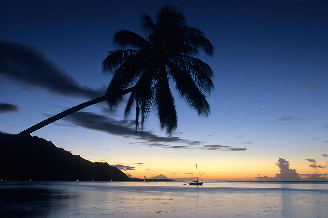 Coconut Tree & Yacht at Dusk, Moorea French Polynesia