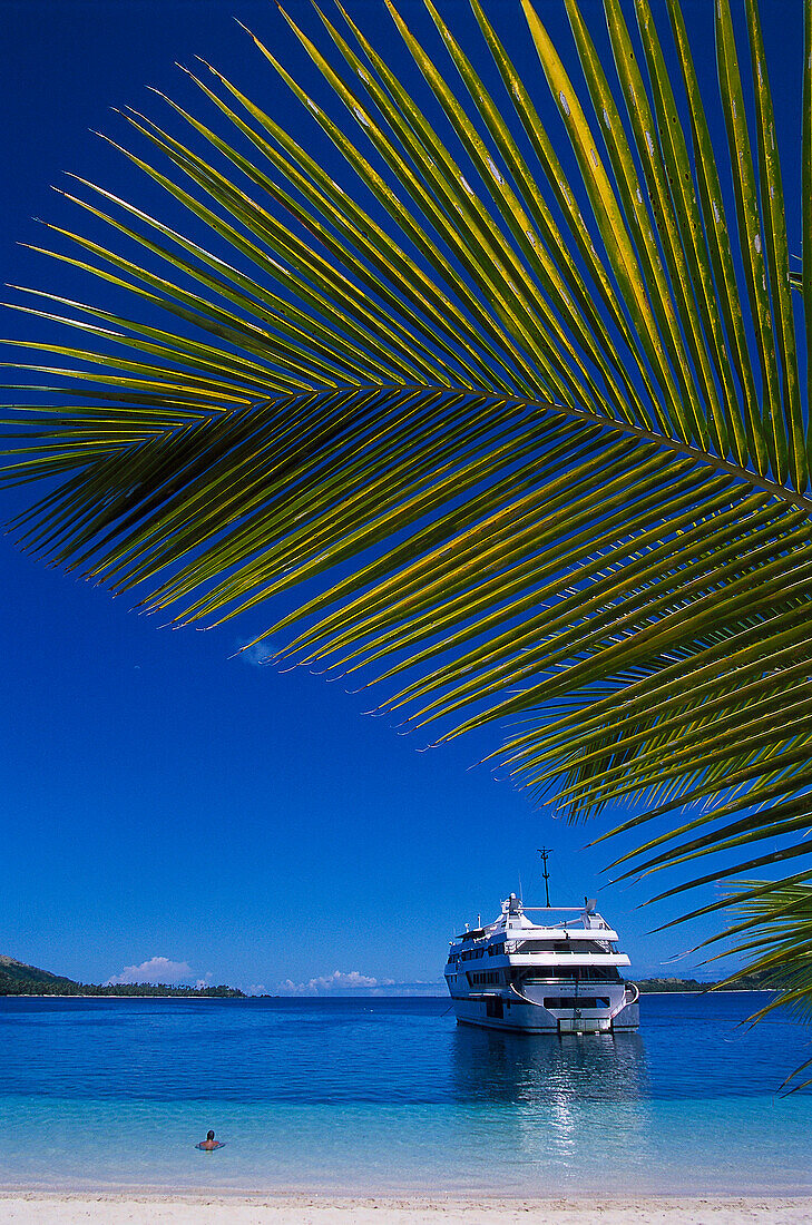 Palmenzweig mit Kreuzfahrtschiff MV Mystique Princess im Hintergrund, Blue Lagoon Cruise, Nanuya Lailai Island, Yasawas, Fiji, Südsee