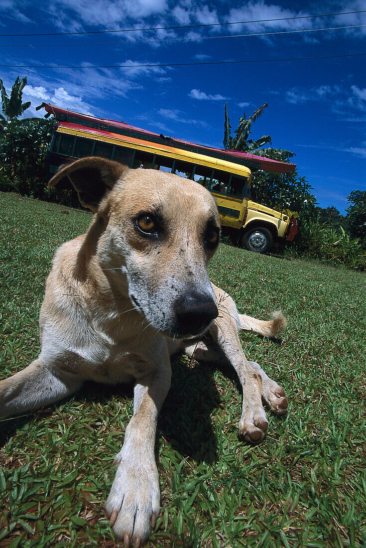 Dog and Ecotour Bus, Mauga, Savai'i Samoa
