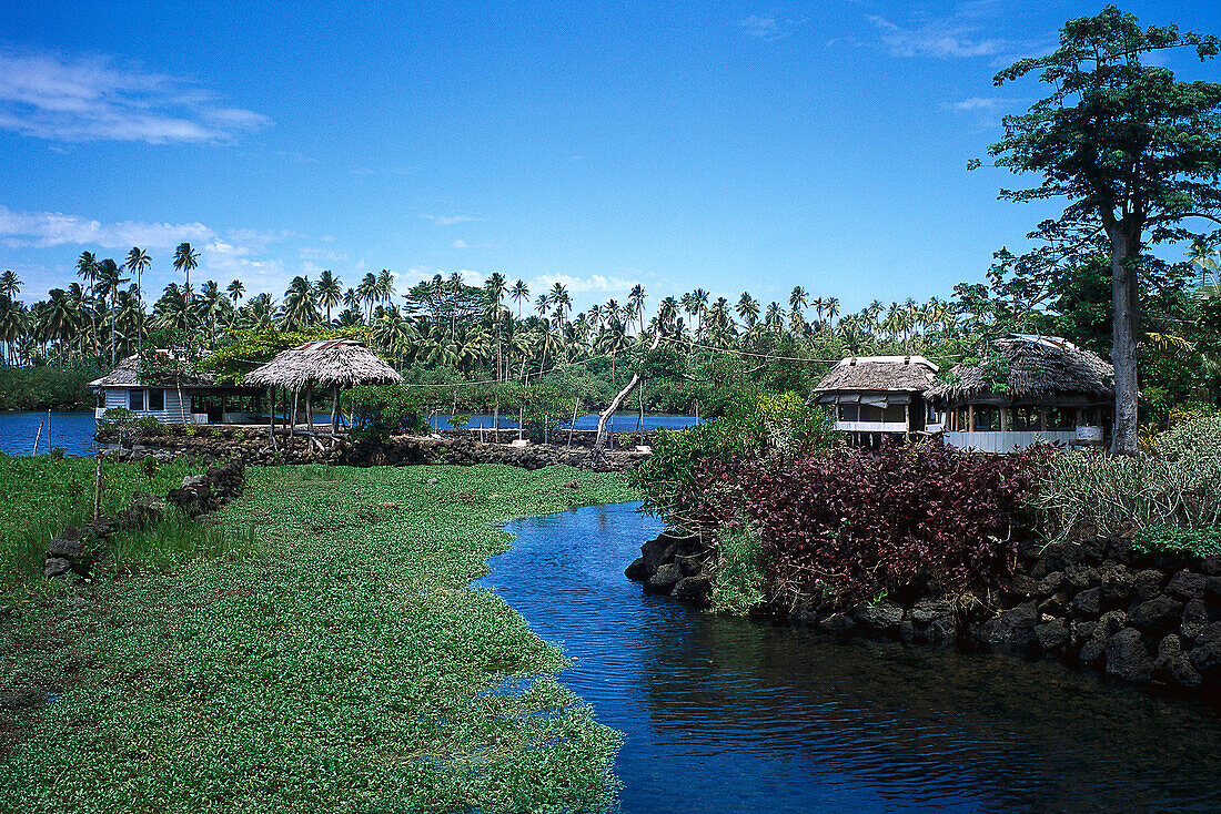 Taomaga Turtle Cons.Area, Sataolepai , Savai'i Samoa