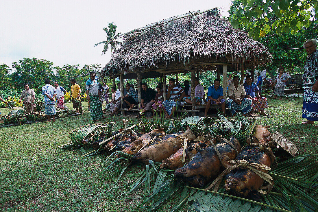 Fiafia Pigs, Sa'anapu, Upolu Samoa
