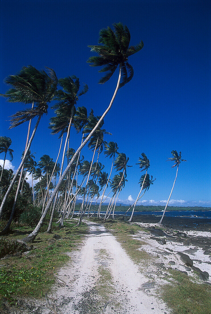 Road and Coconut Trees, Taga, Savai'i Samoa