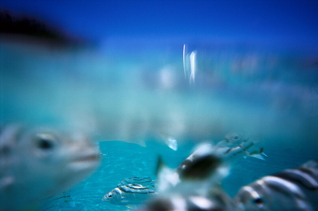 Snorkeling with Fish, Blue Lagoon Cruise Nanuya Lailai Island, Fiji