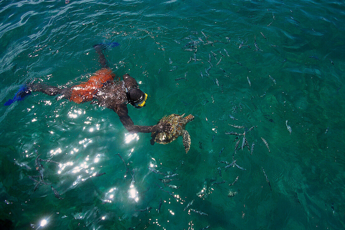 Snorkeling with Sea Turtles, Tiama Catamaran Cruise Folkstone Marine Reserve, Barbados