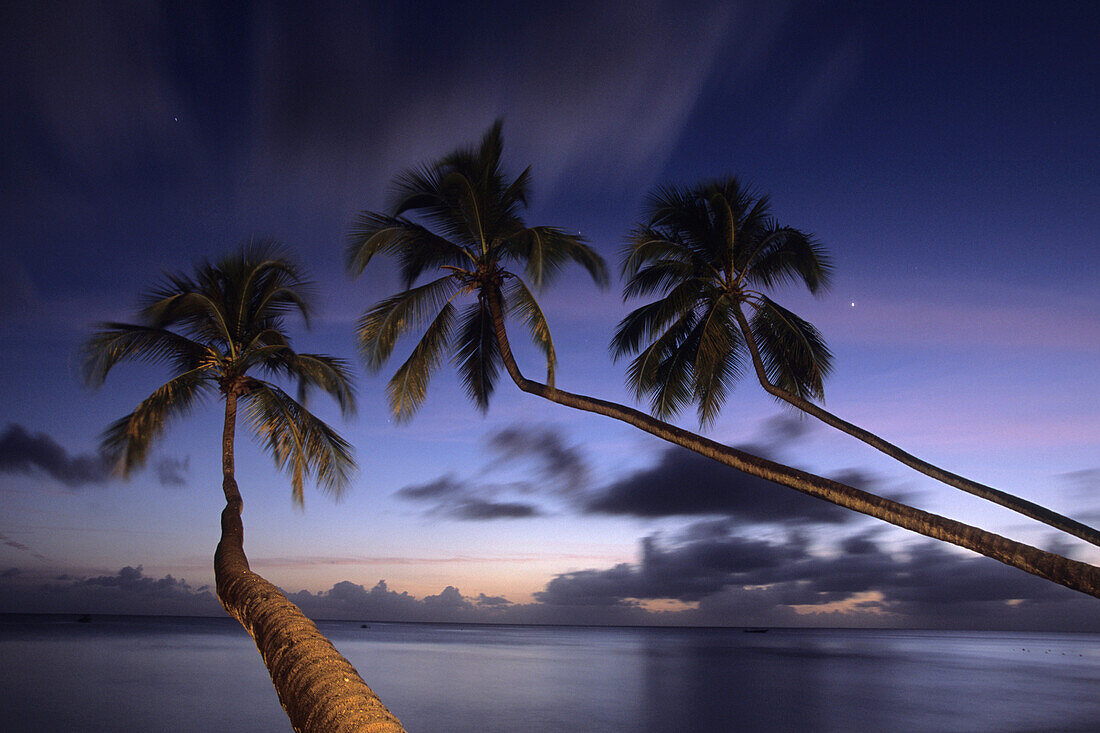 Coconut Trees at Dusk, Turtle Beach, near Mullins Bay St. Peter, Barbados