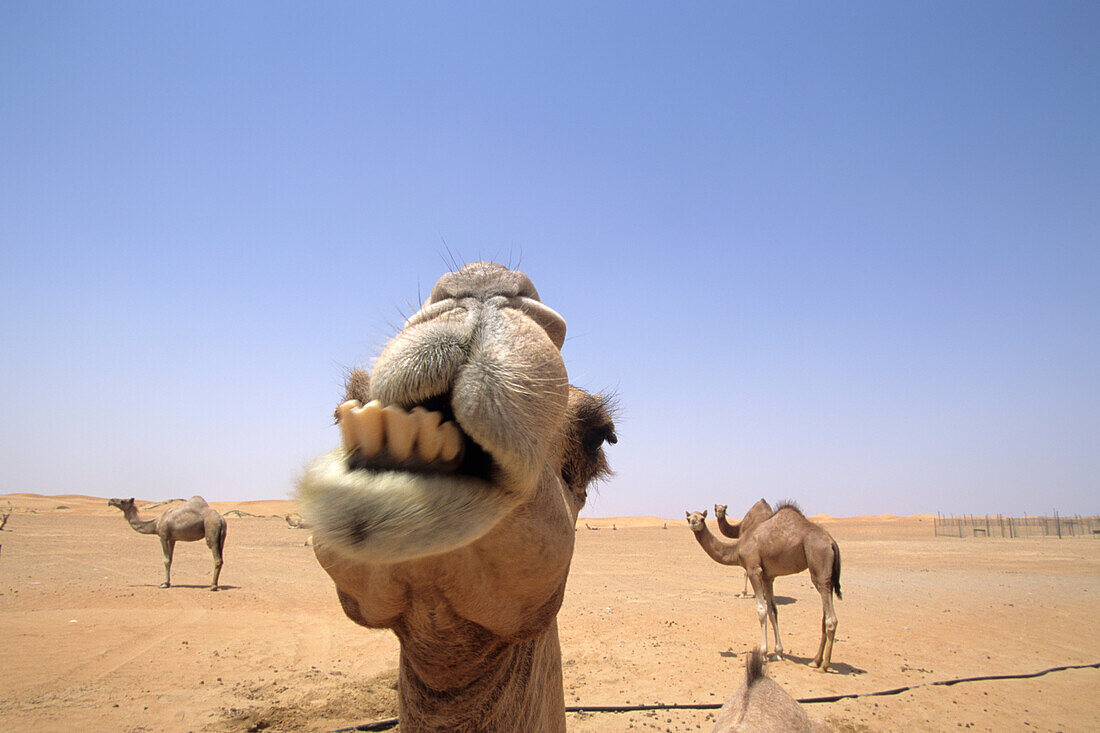 Camels, Desert Dubai, Vereinigte Arabische Emirate