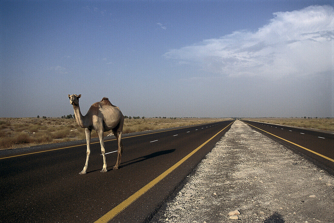 Camel on a Road, Desert Dubai, VAE