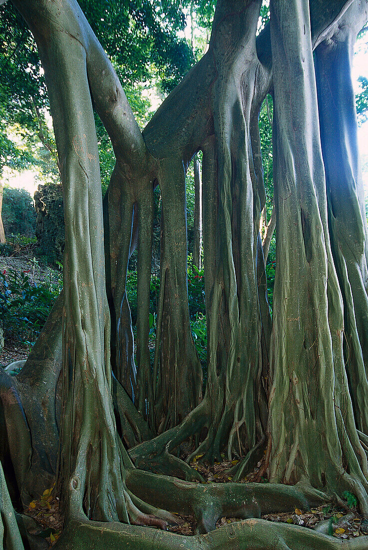 Giant Ficus Benjamina, St. Thomas Barbados