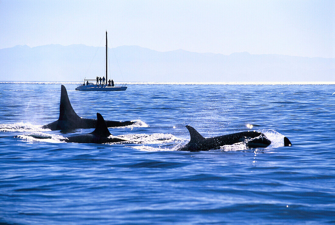 Orcas im Meer vor der Küste, Harro Strait, San Juan Island, Washington, USA, Amerika