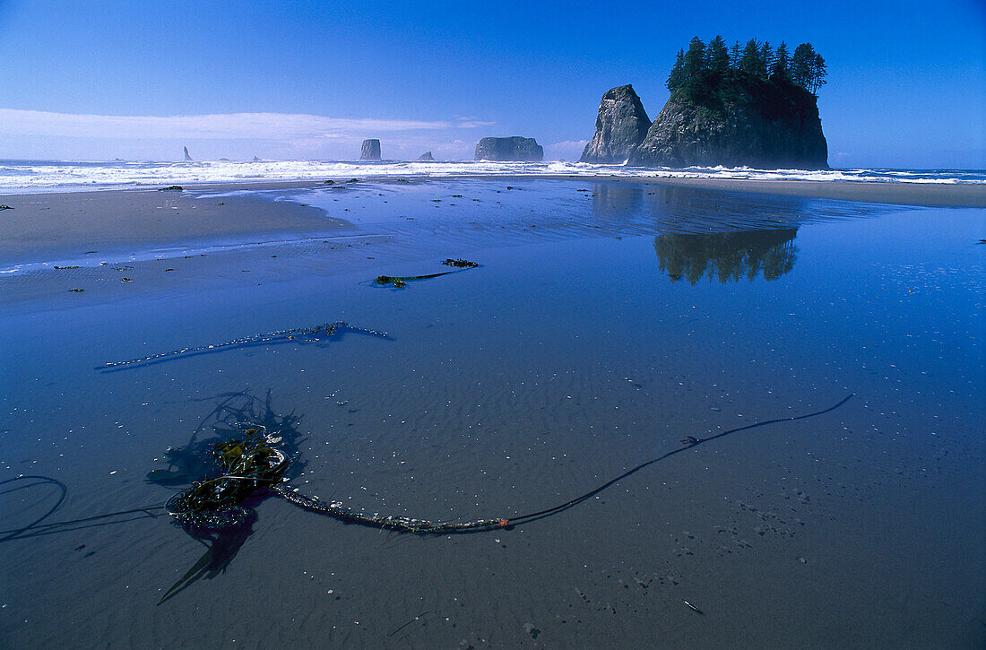 Seaweed, Second Beach, near La Push, Olympic NP Washington, USA