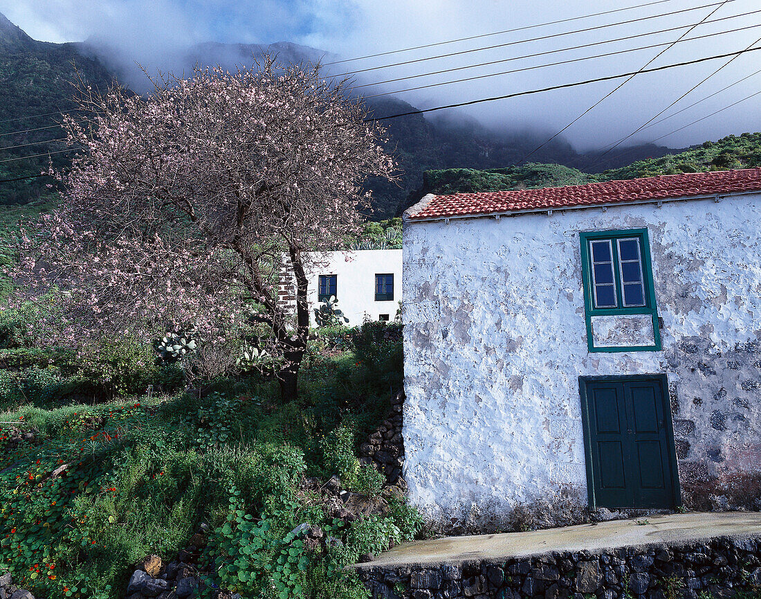 Typical houses with almond tree, Las Lapas, La Frontera, El Golfo, El Hierro, Canary Islands