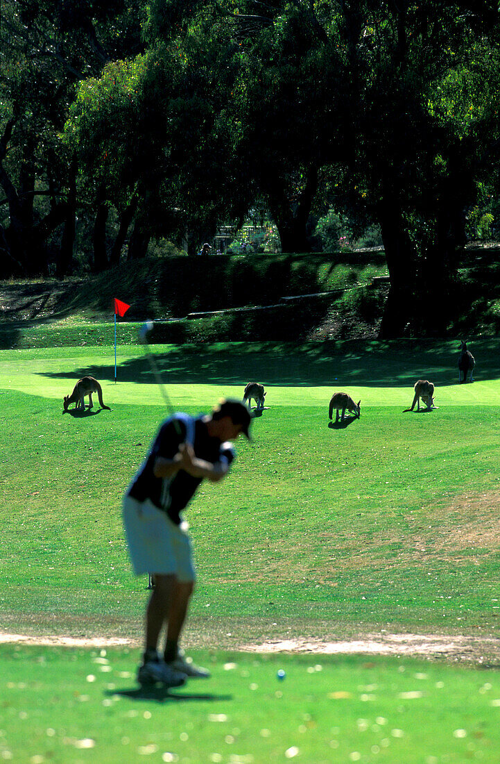Kaenguruhs auf Golfplatz, Anglesea, Victoria Austalia