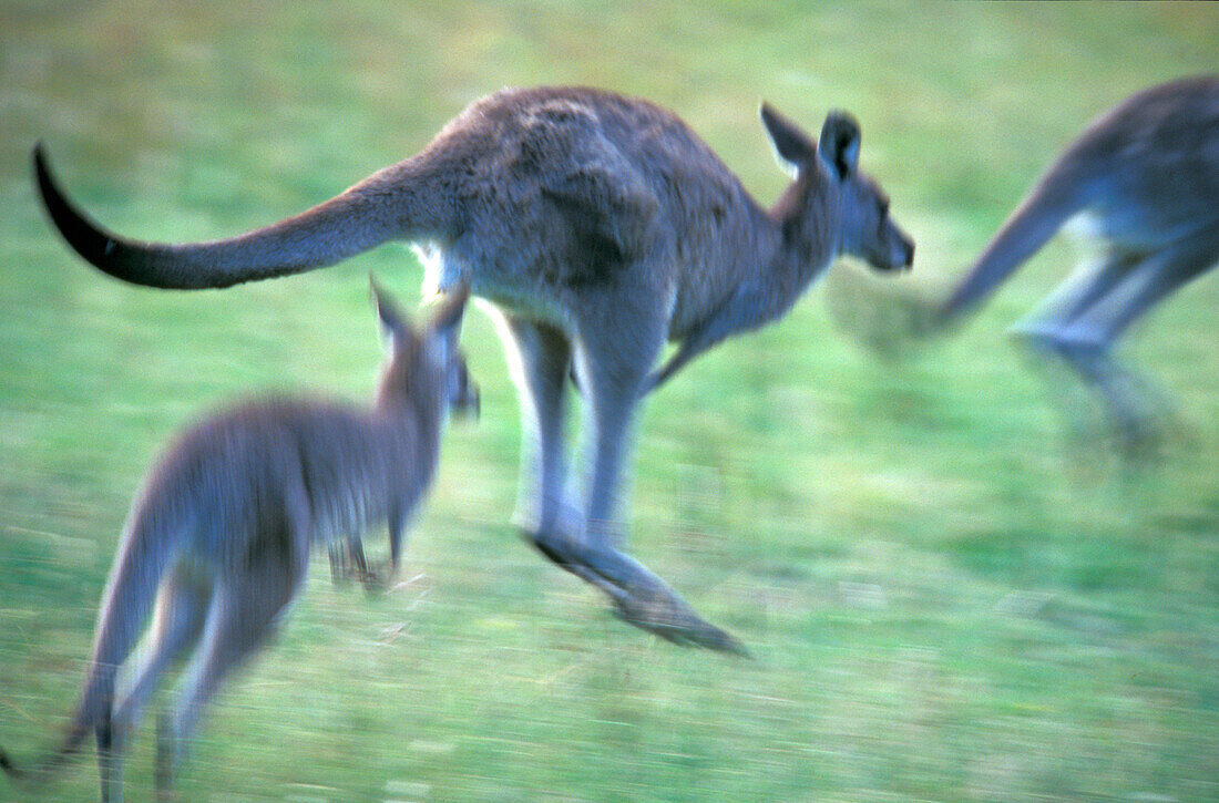 Graues Känguru, freilebend, Kosciuszko, Australia