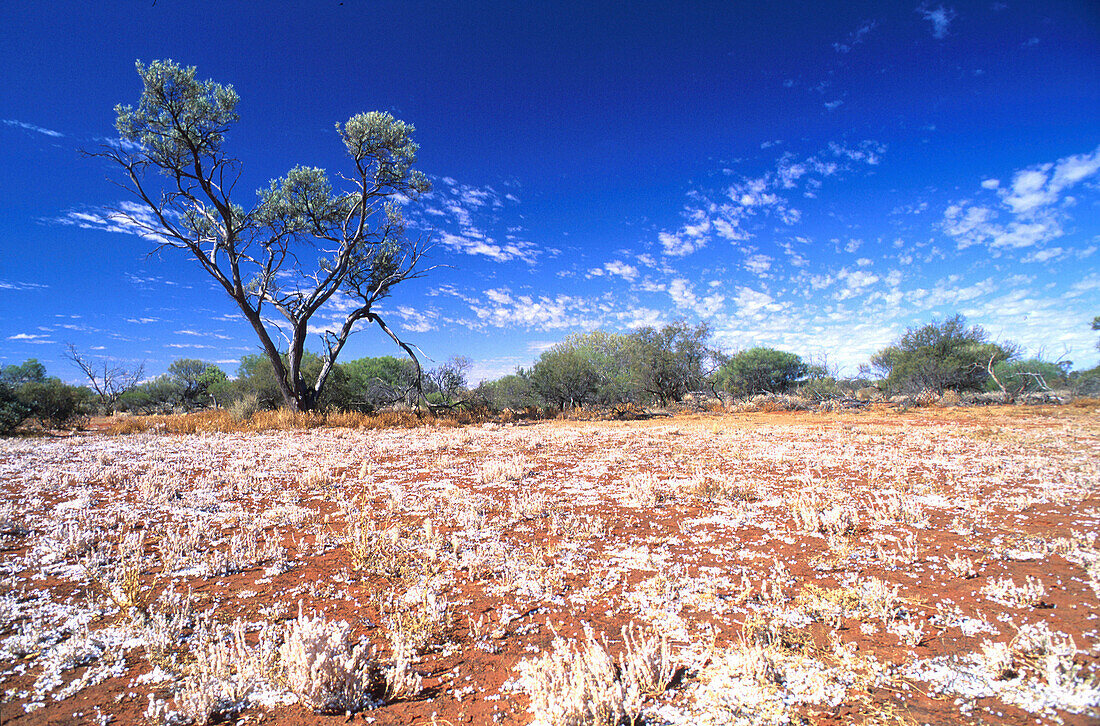 Bluehende Straeucher, Outback, oestl. Carnarvon Westaustralien