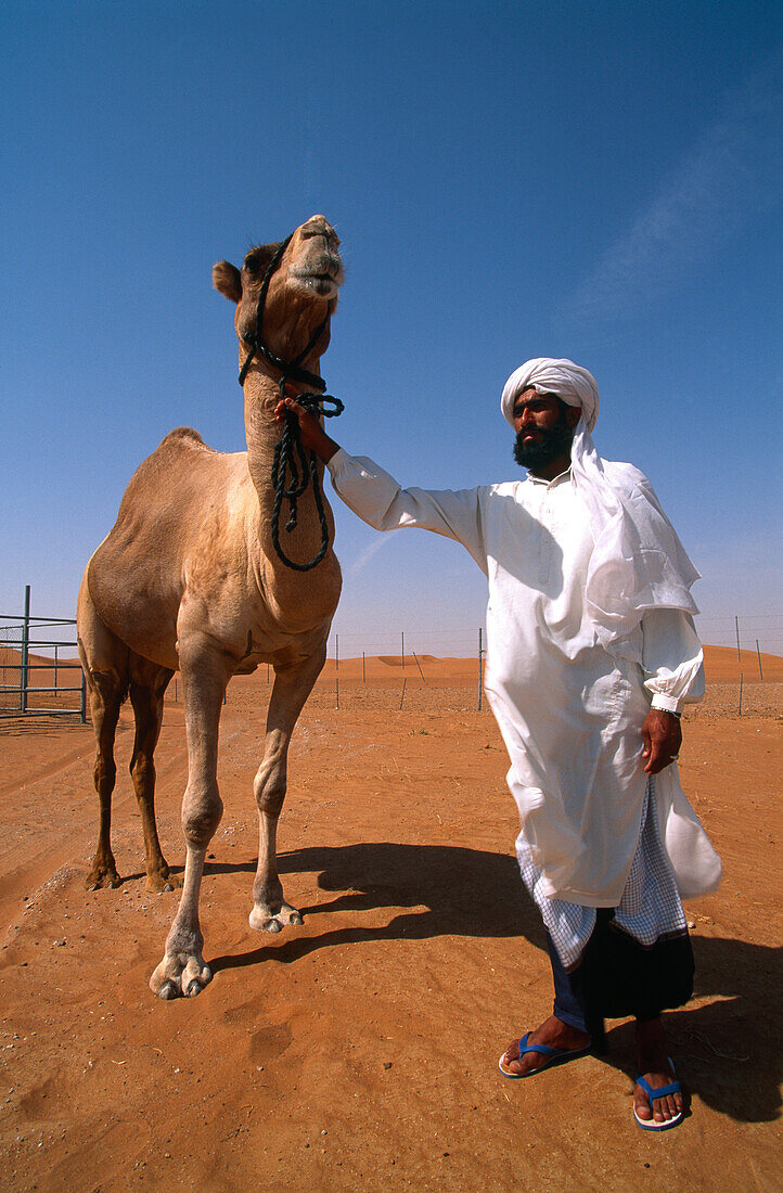 Millionenschweres Rennkamel mit Besitzer, Zuchtstation in Al Ain, Emirat Abu Dhabi, Vereinigte Arabische Emirate, VAE