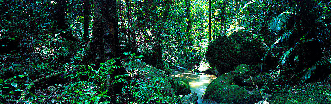 Wasserlauf, tropischer Regenwald, Daintree National Park, bei Mossman Queensland, Australien