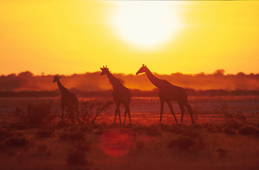 Giraffen vor Sonnenuntergang, Namutoni, Etosha Nationalpark Namibia