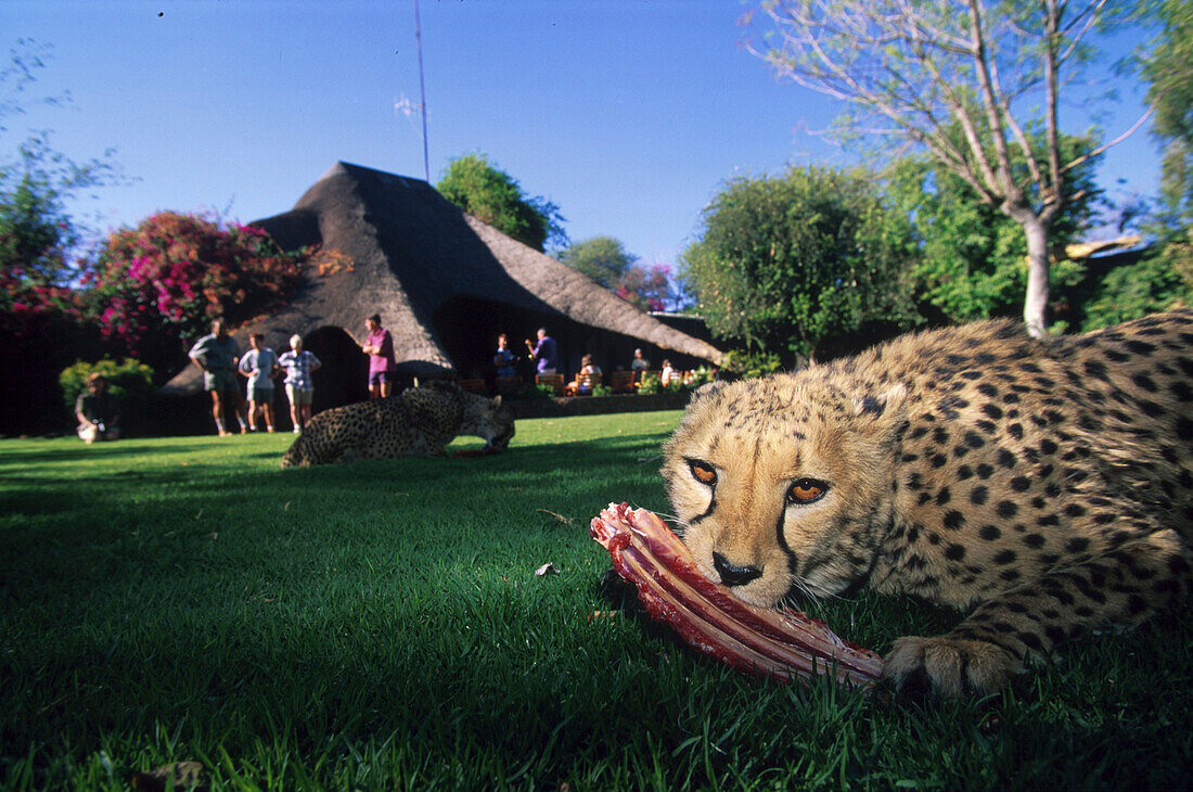 Zahme Geparden, Touristen, Okonjima Guest Lodge Namibia