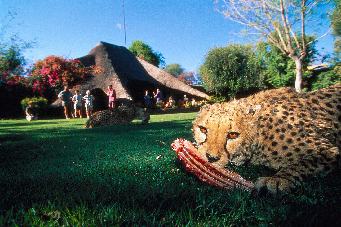 Zahme Geparden, Touristen, Tea Time, Okonijima Guest Lodge Africat Foundation, Namibia