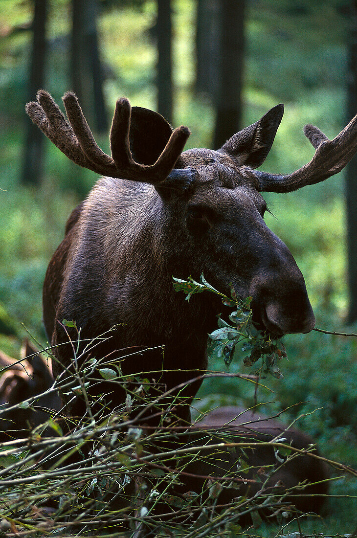 Eating moose at a zoo at Boras, Vaestergoetland, Sweden, Europe