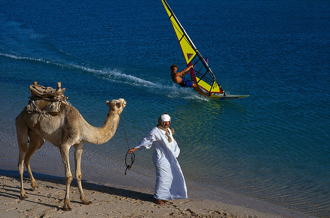 Man leading camel, windsurfer in the background, Beach scene, Egypt