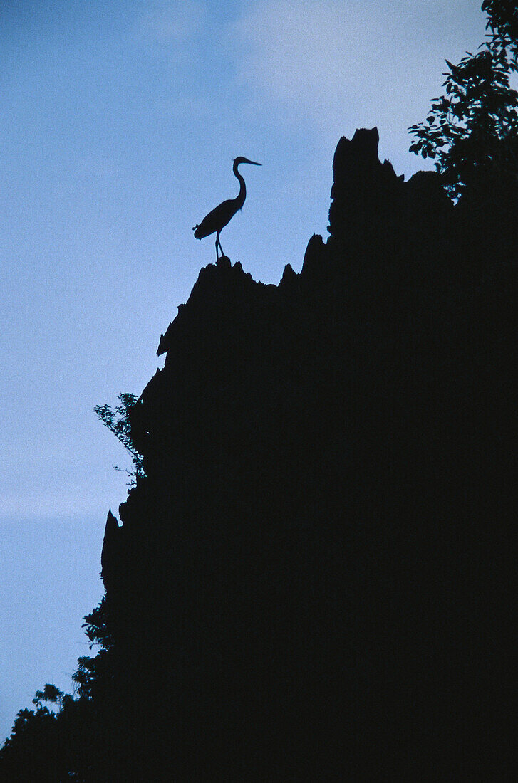 Egret, El Nido, North Palawan Philippines