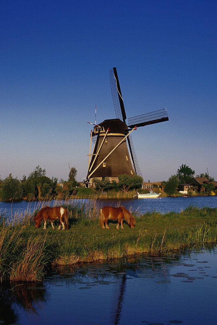 Windmühle und Pferde, Kinderdijk, Niederlande