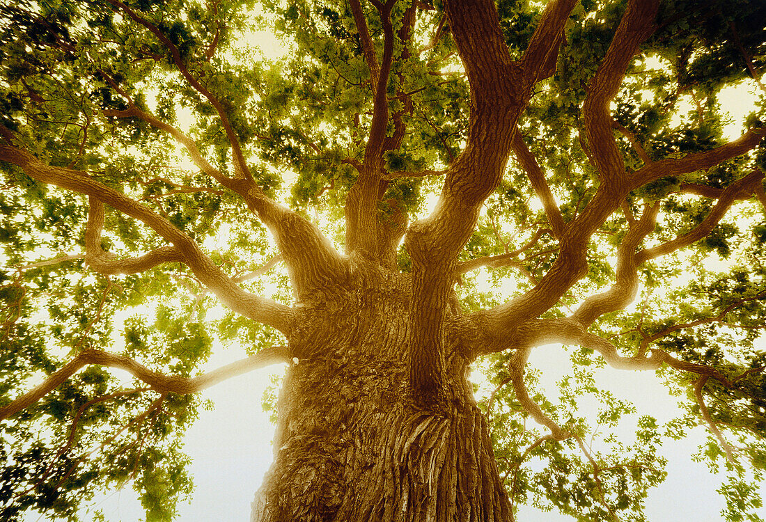 Oak tree circa 800 years old, Rhineland-Palatinate, Germany